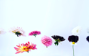 Levitating beautiful flowers under water.