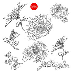 Chrysanthemum flowers. Stock line vector illustration botanic fl