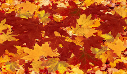 Naklejka na ściany i meble Colorful autumn leaves and foliage