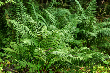 Ferns in the forest