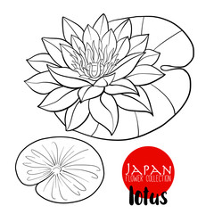 Lotus flowers. Stock line vector illustration botanic flowers. O