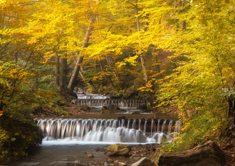Fototapeta premium Forest landscape with a beautiful waterfall on a mountain river creek Cascades autumn beech forest Carpathians, Ukraine, Europe