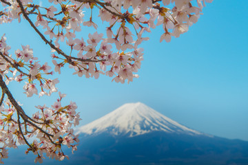 Cherry blossom Sakura over mountain Fuji in spring.