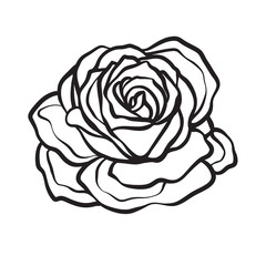 Rose flower isolated outline hand drawn. Stock line vector illus
