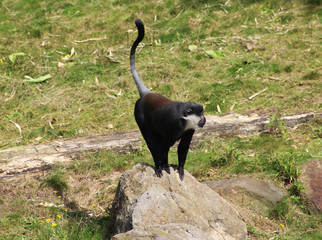 L'Hoest's monkey (Cercopithecus lhoesti)