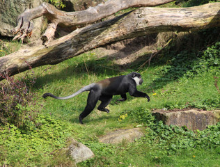 L'Hoest's monkey (Cercopithecus lhoesti)