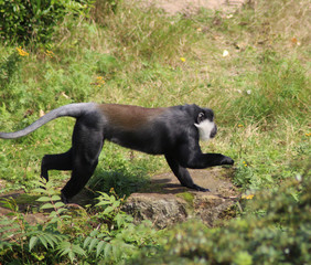 L'Hoest's monkey (Cercopithecus lhoesti)