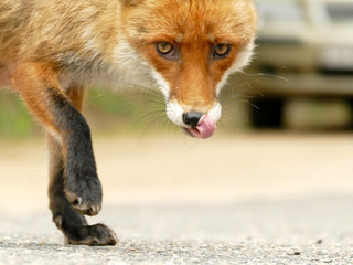 Rabid fox lurking in urban environment