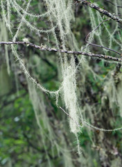 Usnea diffracta Vain