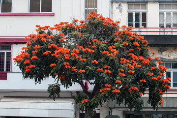 African Tulip tree (Spathodea campanulata)