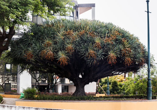 Dracaena Draco Tree