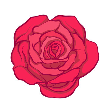 Red rose flower isolated hand drawn. Stock line vector illustrat
