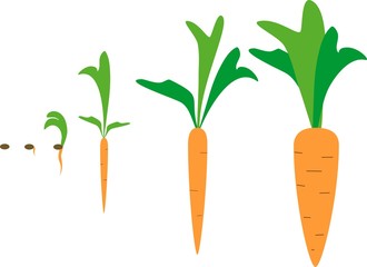Growing carrots from seed