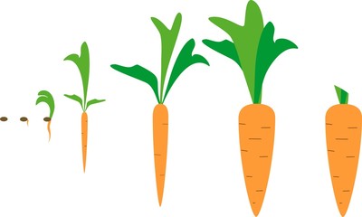 Growing carrots from seed