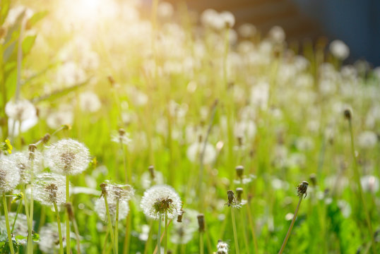 Thickets of white dandelions on the meadow which is filled in with the sun
