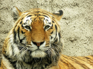 Tiger portrait with stone wall
