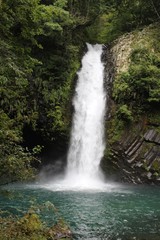 浄蓮の滝/伊豆最大級の名瀑で、「日本の滝100選」にも選ばれている。また、滝には女郎蜘蛛伝説が残り、滝の周囲に生い茂る原生林が自生し 静寂な雰囲気の中、激しい音を立てて流れ落ちる姿は迫力があり、いっそう滝を神秘的にしています。 周辺は夏でも涼しく、滝の周りや滝壺の岩肌には、ジョウレンシダ(別名ハイコモチシダ)が群生があり、静岡県指定の天然記念物にもなっている。