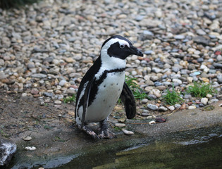 humboldt penguin