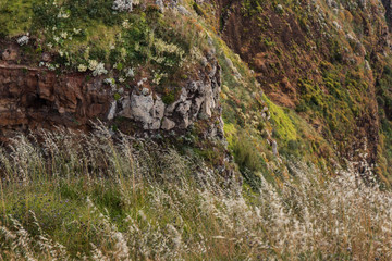 Coastal mountain vegetation
