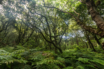 Levada of Caldeirao Verde