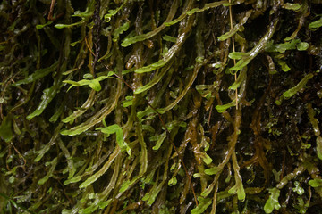 Levada of Caldeirao Verde