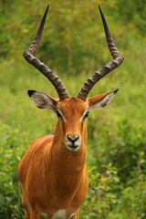 männlicher Impala 