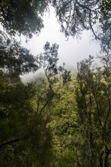 Levada of Caldeirao Verde