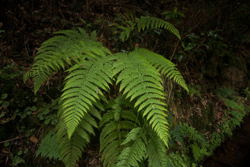 Levada of Caldeirao Verde