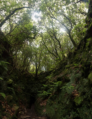 Levada of Caldeirao Verde