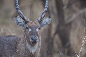 Waterbuck closeup