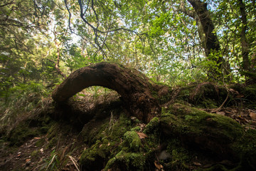 Levada of Caldeirao Verde