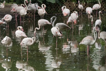 Flamingos in kowloon park, Hong kong