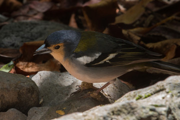 Common Chaffinch (Fringilla coelebs)