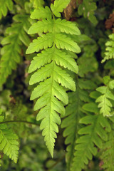 Fototapeta premium Levada of Caldeirao Verde