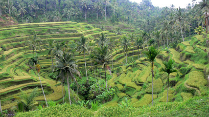Fototapeta na wymiar Rice paddies in Bali