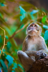 Monkey in the natural habitat, Thailand.