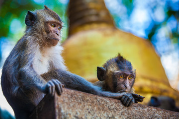 Monkeys observe the behavior of another monkey clan, before the attack. Thailand.