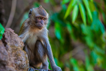 Monkey in the natural habitat, Thailand.