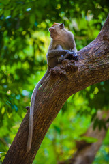 A monkey on a tree in Thailand