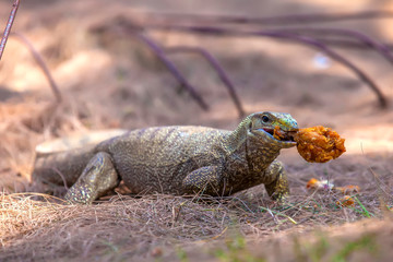 The monitor lizards (Varanus) eats toasted chicken in batter
