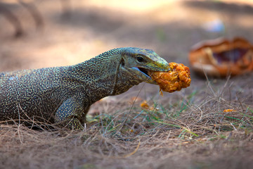 The monitor lizards (Varanus) eats toasted chicken in batter