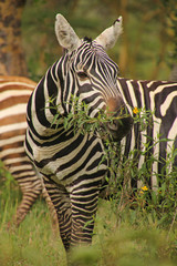 Zebra beim Fressen