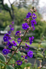 Tibouchina urvilleana  flower
