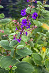 Obraz premium Tibouchina urvilleana flower