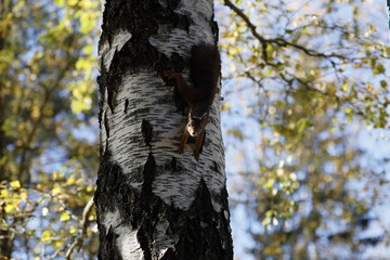 Squirrel makes a daily visit,while it tastes like the birds food