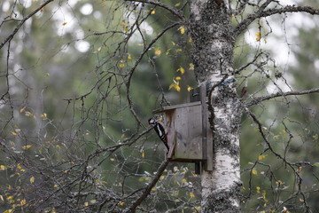 The woodpecker investigates the humans living