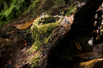 Levada of 25 fontes