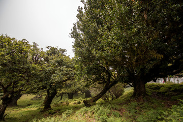 Fanal old Laurel trees