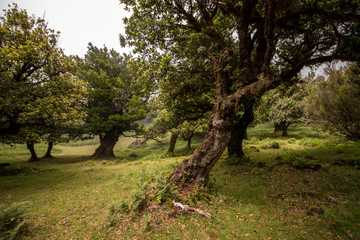Fanal old Laurel trees