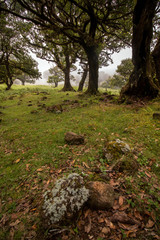 Fanal old Laurel trees
